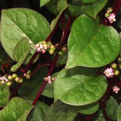 اسفناج مالابار